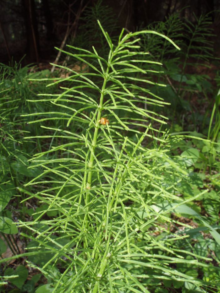 Přeslička rolní (Equisetum arvense)