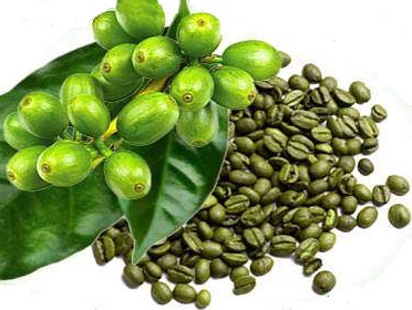 Zelená káva (Coffea arabica)