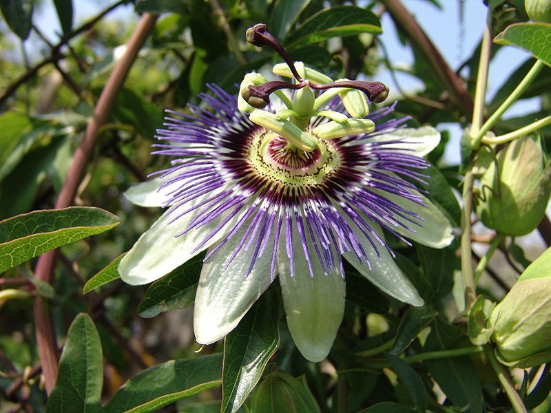 Mučenka pletní (Passiflora incarnata)