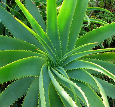 Aloe vera (Aloe pravá)
