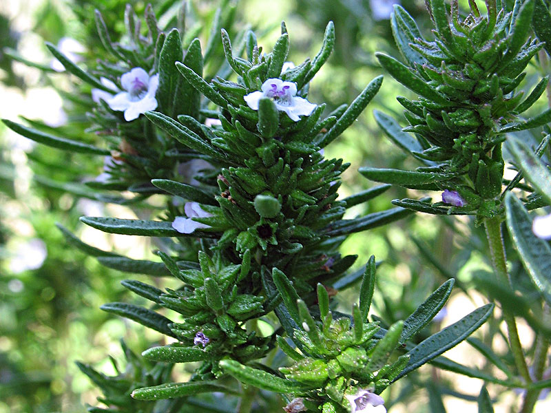 Saturejka zahradní (Satureja hortensis)