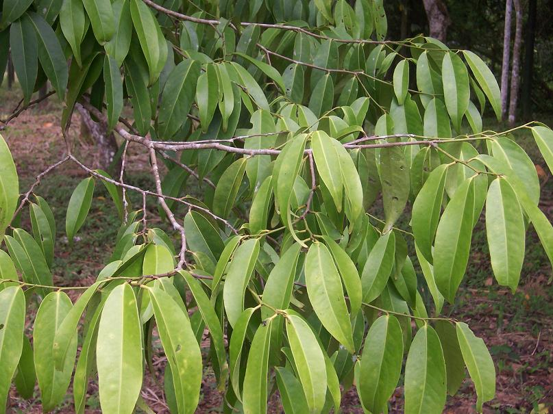 Chuchuasi (Maytenus macrocarpa)