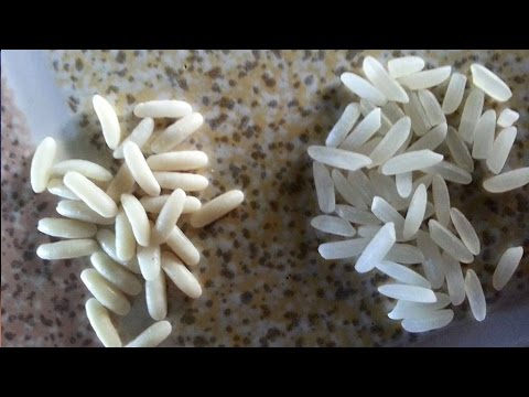 Čína vyrábí toxickou rýži z plastu: Uvádíme návod, jak ji poznáte