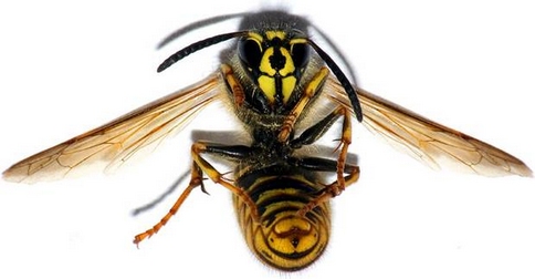 Když někoho štípne včela nebo vosa v hrdle, existují jen 2 možnosti jak přežít