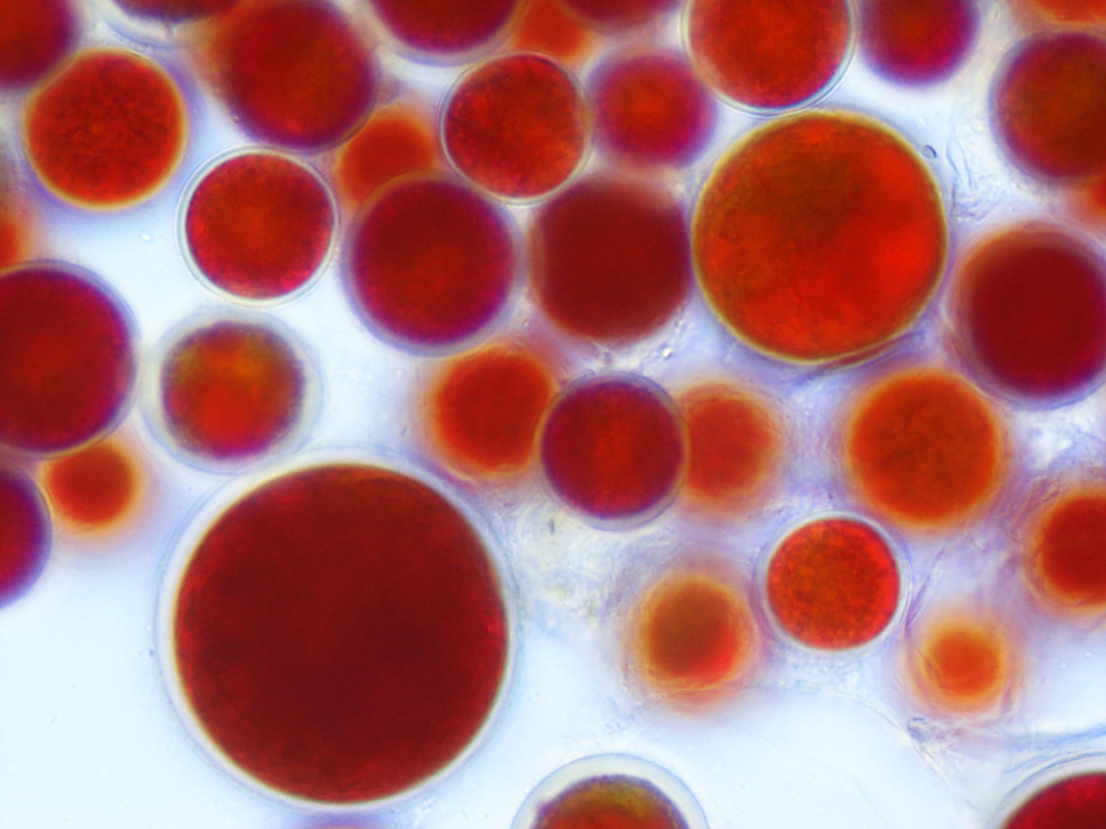 Haematococcus pluvialis – Astaxanthin